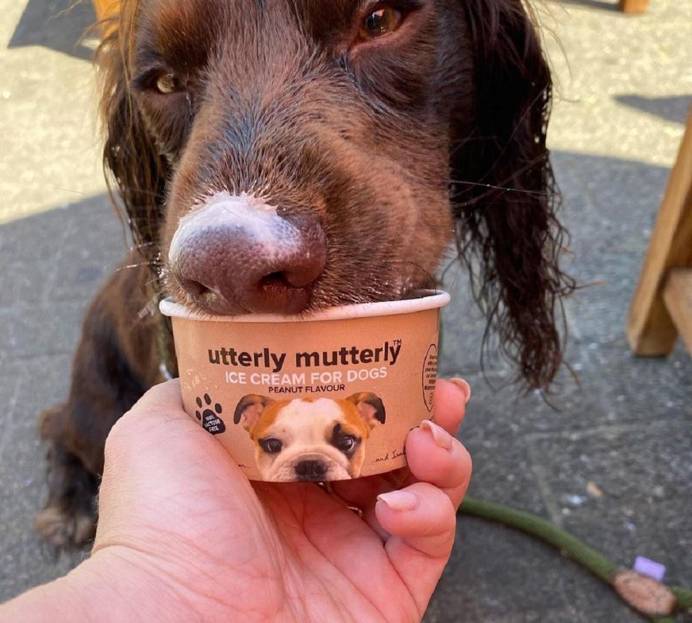 Dog friendly stay at Dare Valley Country Park. Pic from Arlo the Chocolate Cocker Spaniel on Instagram