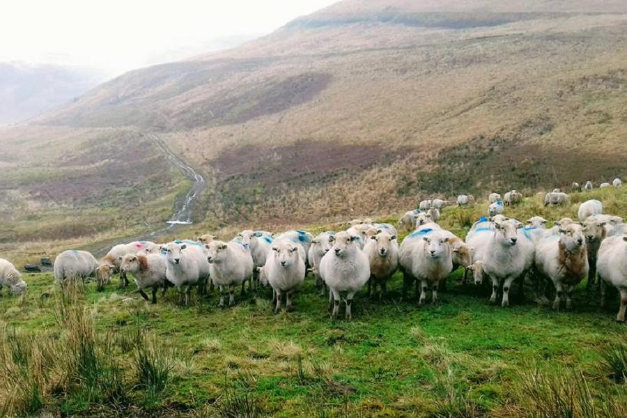 Sheep on the Bwlch Mountain