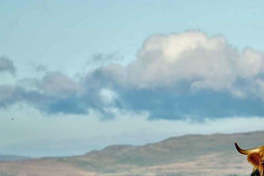 Meet the locals at Dare Valley Country Park