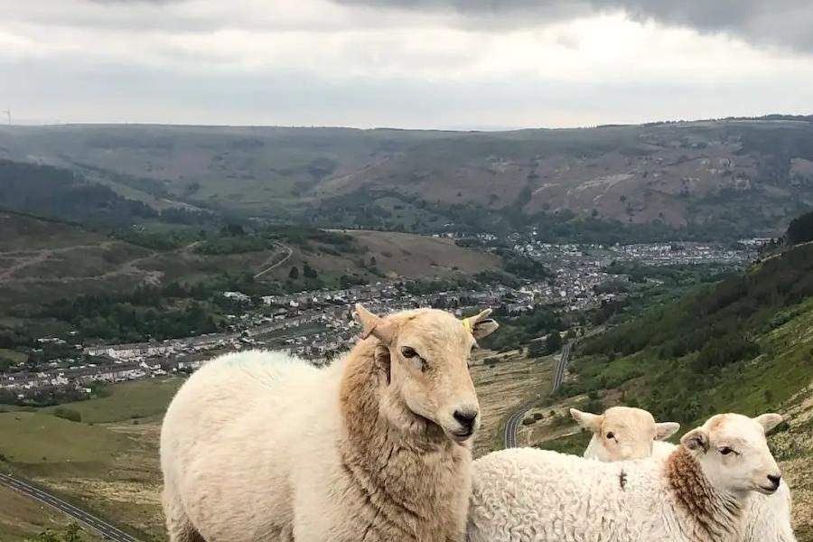 Sheep on the Bwlch