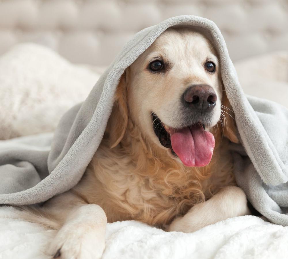 dog friendly stay