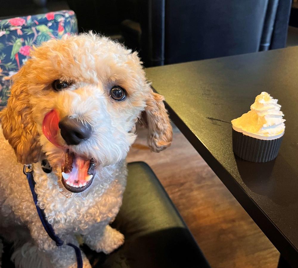 Coffee HQ dog small