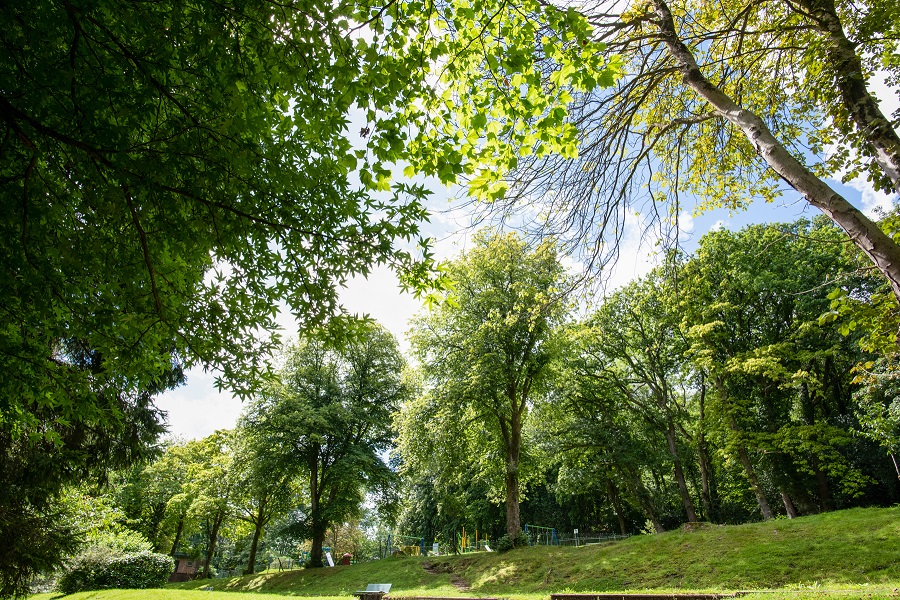 Sunshine at Bronwydd Park
