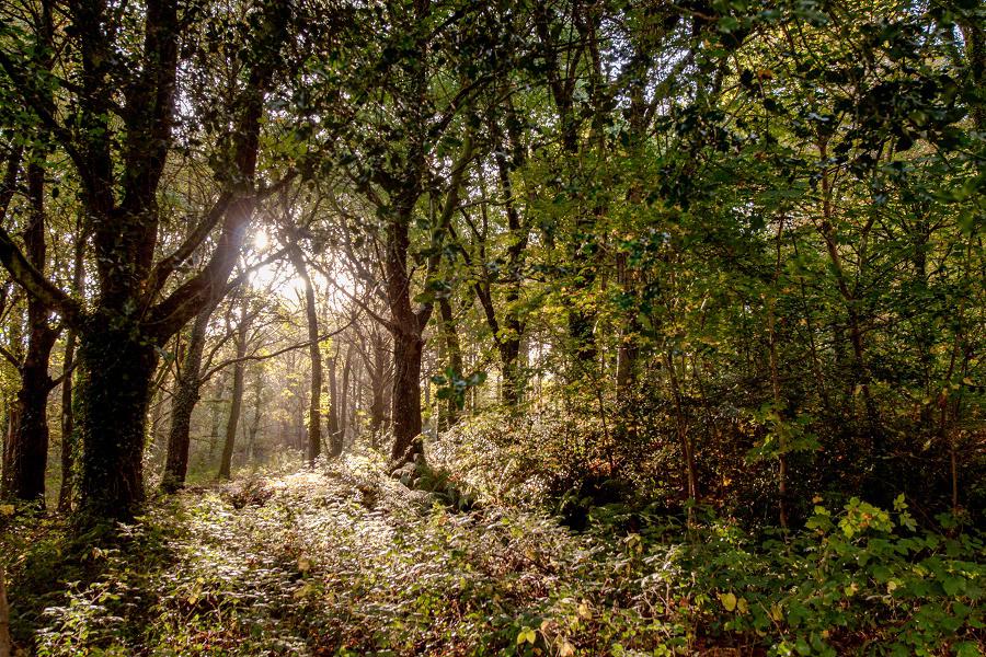 Bronwydd Park