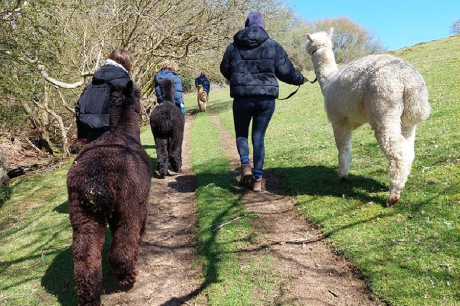 Take a walk with the Alpacas at Garth Hall Farm