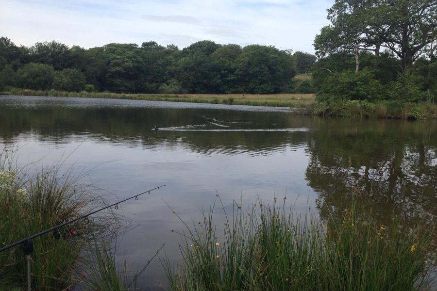 Carp fishing at Tri Nant Fishery