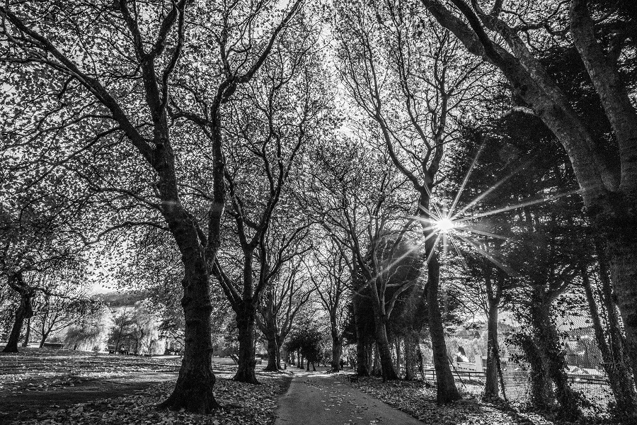 Tree-lined paths