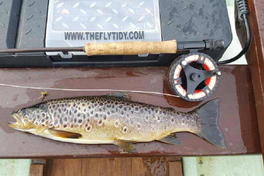 Fish from Ospreys event