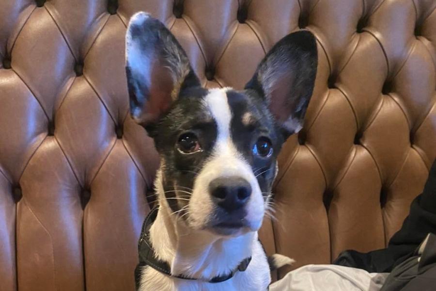 Dog friendly Castell Mynach