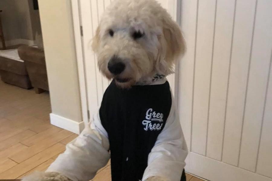 Dog friendly National Tap