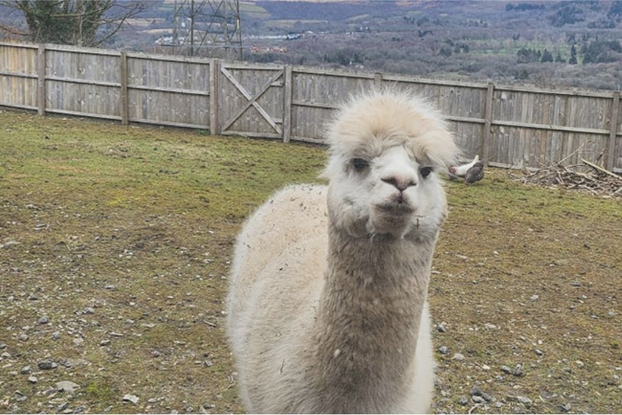 Alpacas
