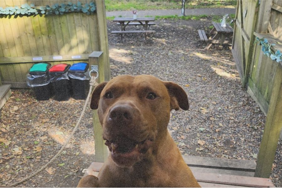 Dog-friendly at Savvy Sip