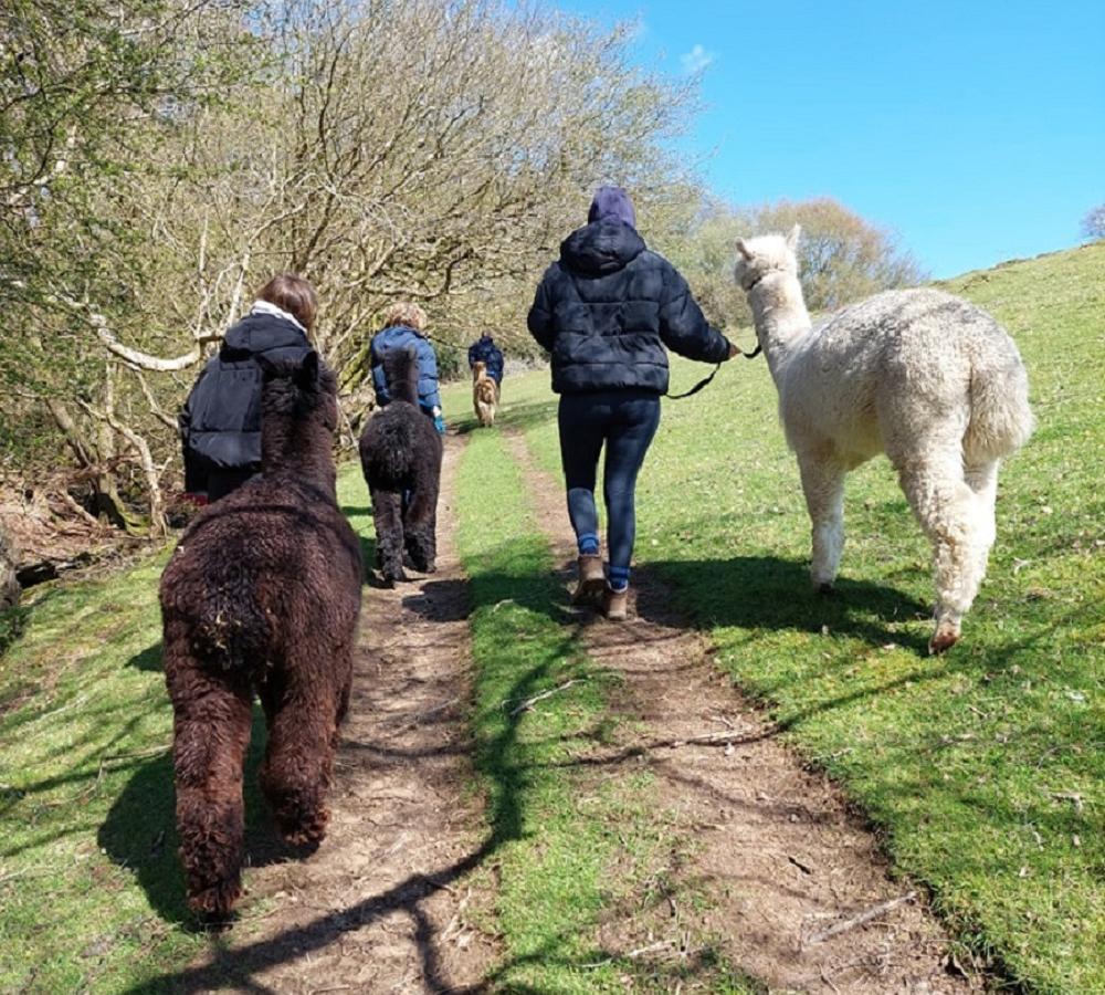 Take a walk with the Alpacas at Garth Hall Farm