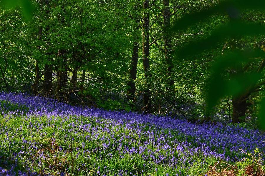 Bluebells on Llwynypia mountain. Picture by Delme Thompson