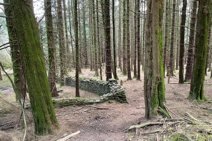 Forestry at Mynydd Gelliwion Pic Mark SmithMens Marauders
