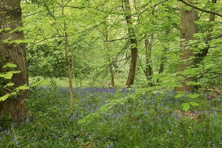 Woodland on the Mynydd Gethin walk. Picture by Julian Roberts